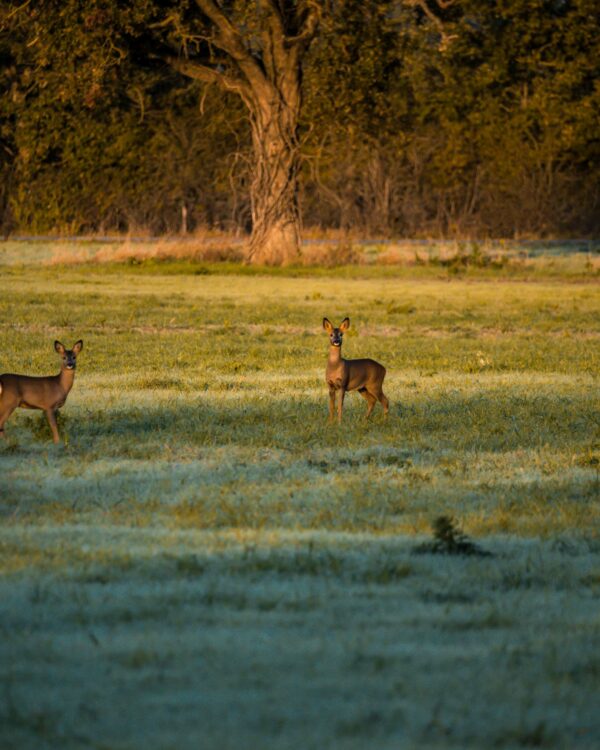 Que Faire Dans Le Parc Naturel R Gional De La Brenne Tas Cailloux